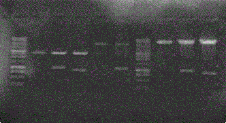 Agarose
